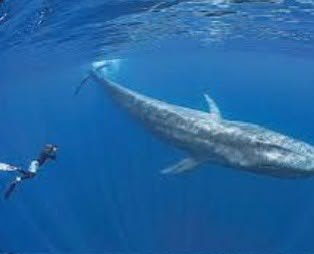 Snorkeler observing a blue whale from a respectful distance