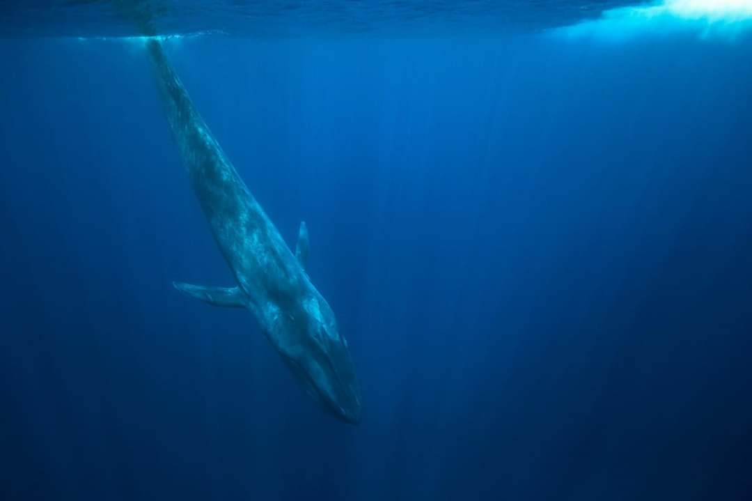 Blue whale swimming beneath the surface in deep ocean water