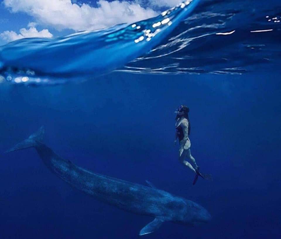 Snorkeler observing a whale underwater at a respectful distance