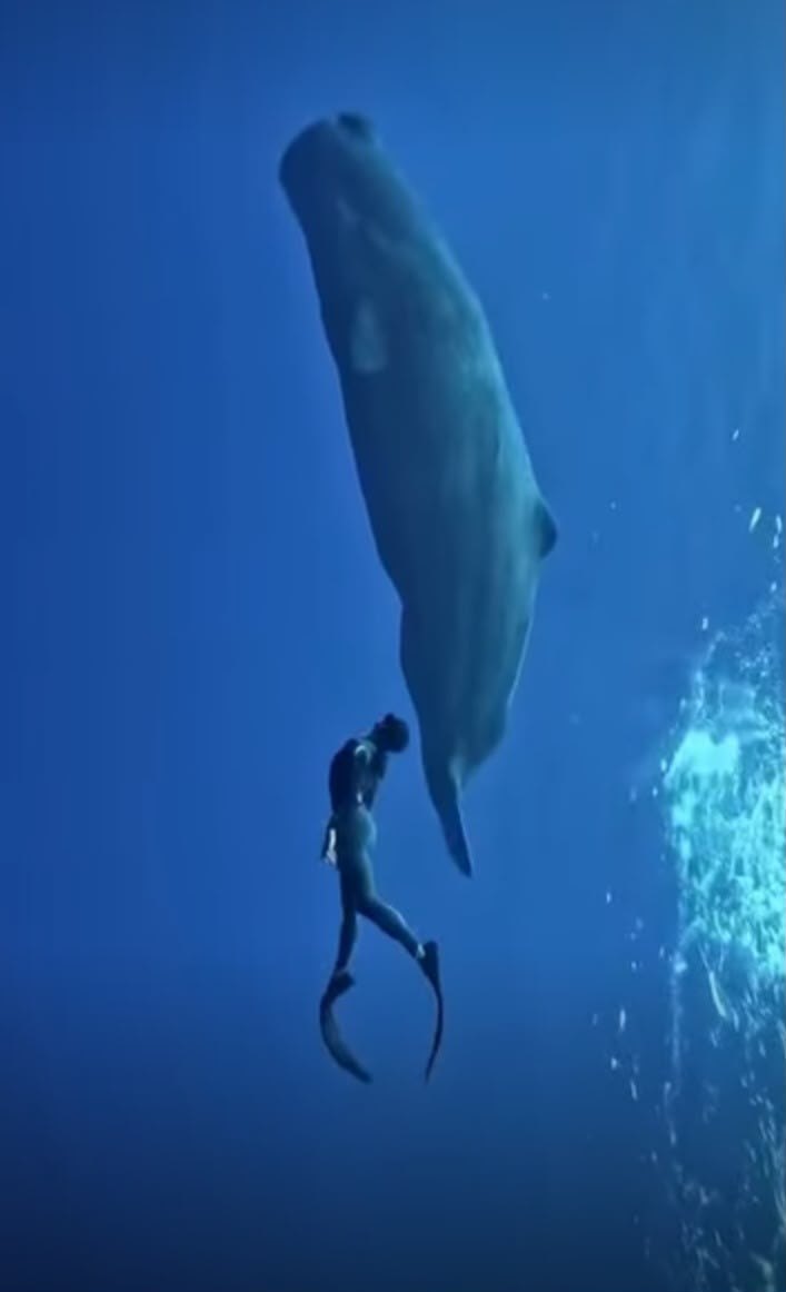 Snorkeler beneath a large whale underwater
