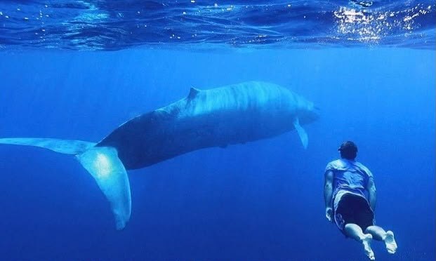 Snorkeler swimming near a whale underwater